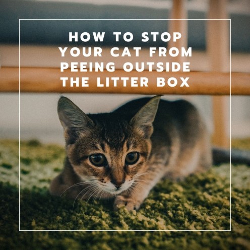 Four Reasons Why Your Cat Is Peeing Outside the Litter Box and How to Stop It Four Reasons Why Your Cat Is Peeing Outside the Litter Box and How to Stop It