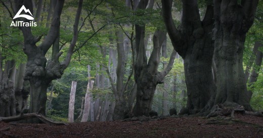 A copse of ancient old growth trees in Epping Forest