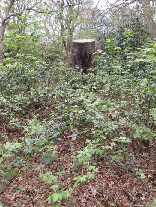 A sawn-off tree trunk stands amid encroaching thorns and other occupants that have 'annexed' the territory 