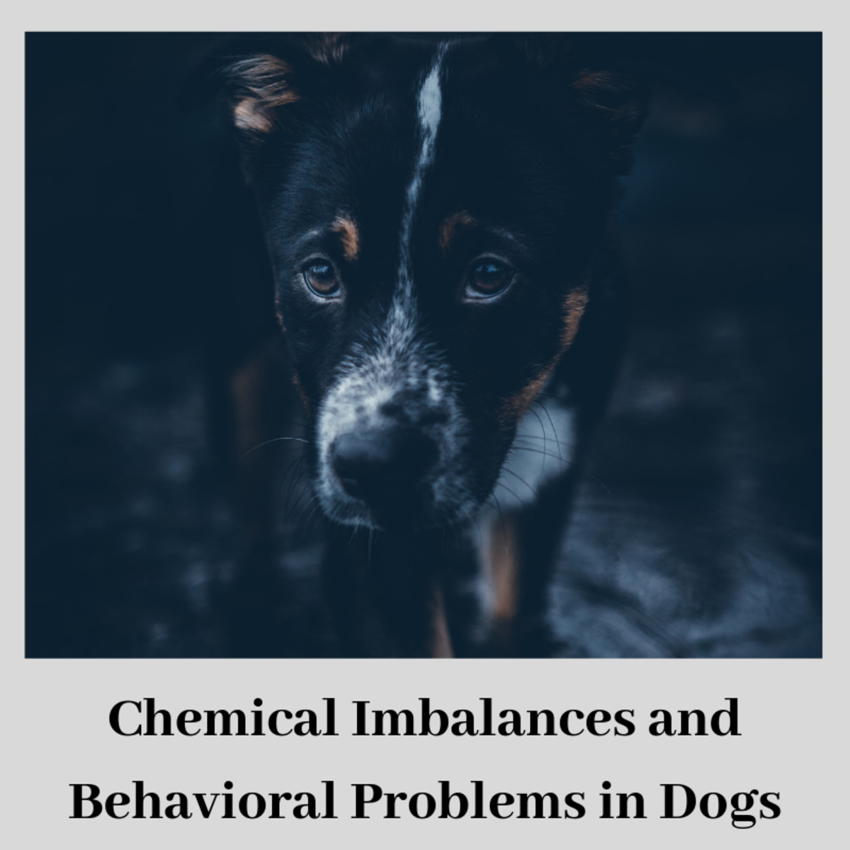 Dogs xanax behavior modifications for