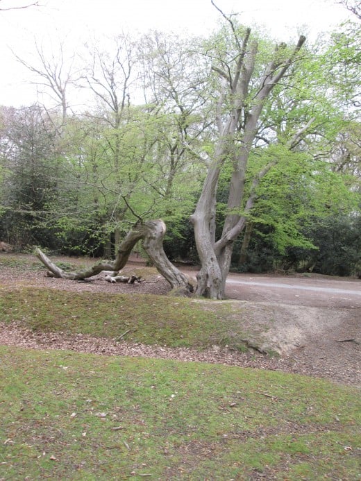 Near the old unmade road past the Original Tea Hut that now leads only to a car,park, a 'family' group of tree trunks that seem to wind around each other, 