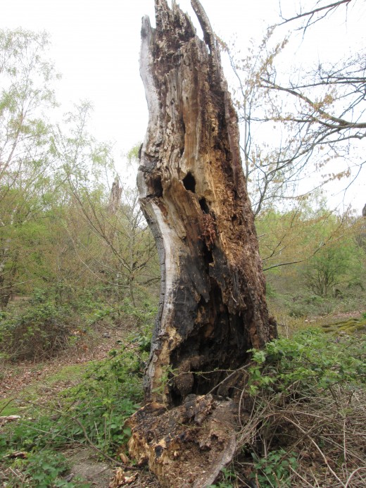 Assorted flora and fauna have taken over this blighted tree trunk in the same area.