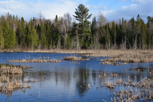 Typical wetland habitat of Rose Lake State Wildlife Research Area