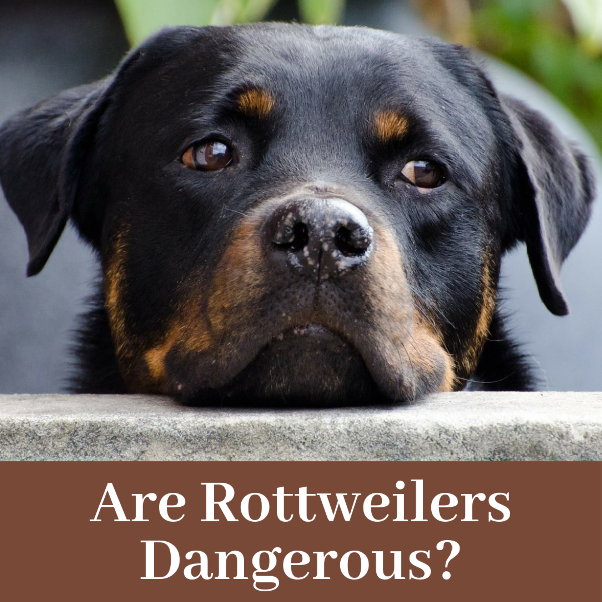 Are Rottweilers Dangerous Or Do They Make Good Pets Pethelpful