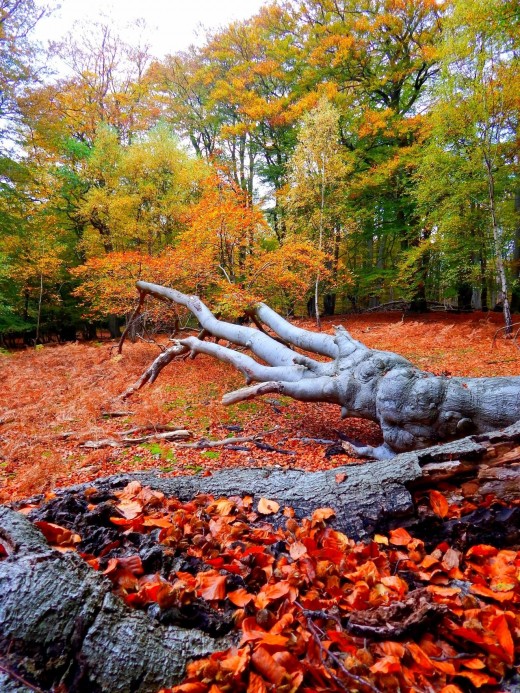 Reds dominate! No, the Cold War hasn't resumed, it's autumn in the forest