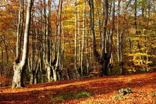 ...The hillside is aflame - pollarded beeches near High Beech (on the map, as you know, as 'High Beach') ...