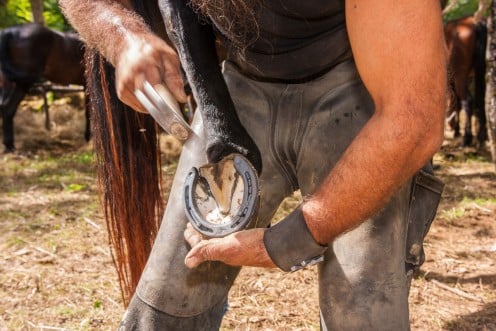 A Farrier working on the horse's shoe
