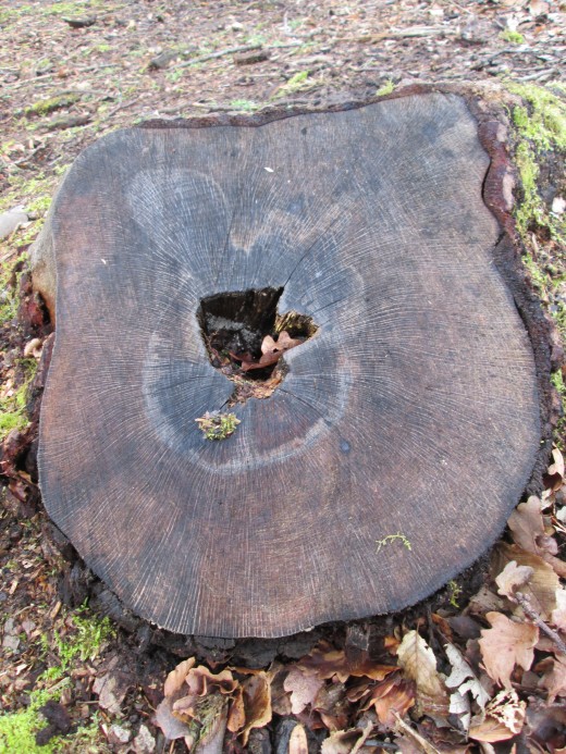 Ground-level, surrounded by dead leaves, a tree stump shows its age before disease brought about its fate