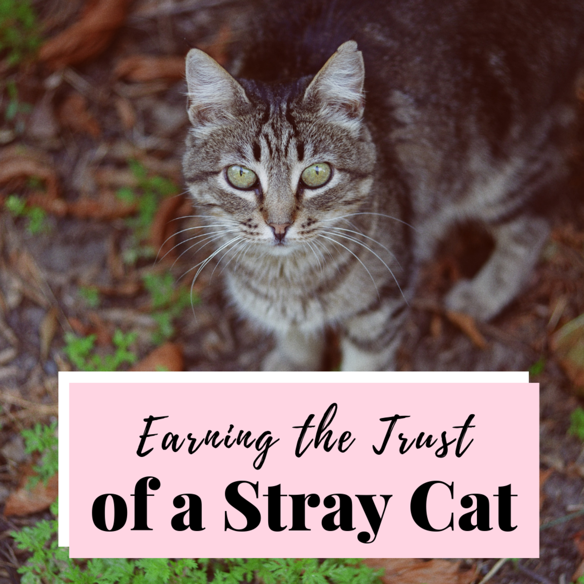 How to Win the Trust of a Stray Cat PetHelpful