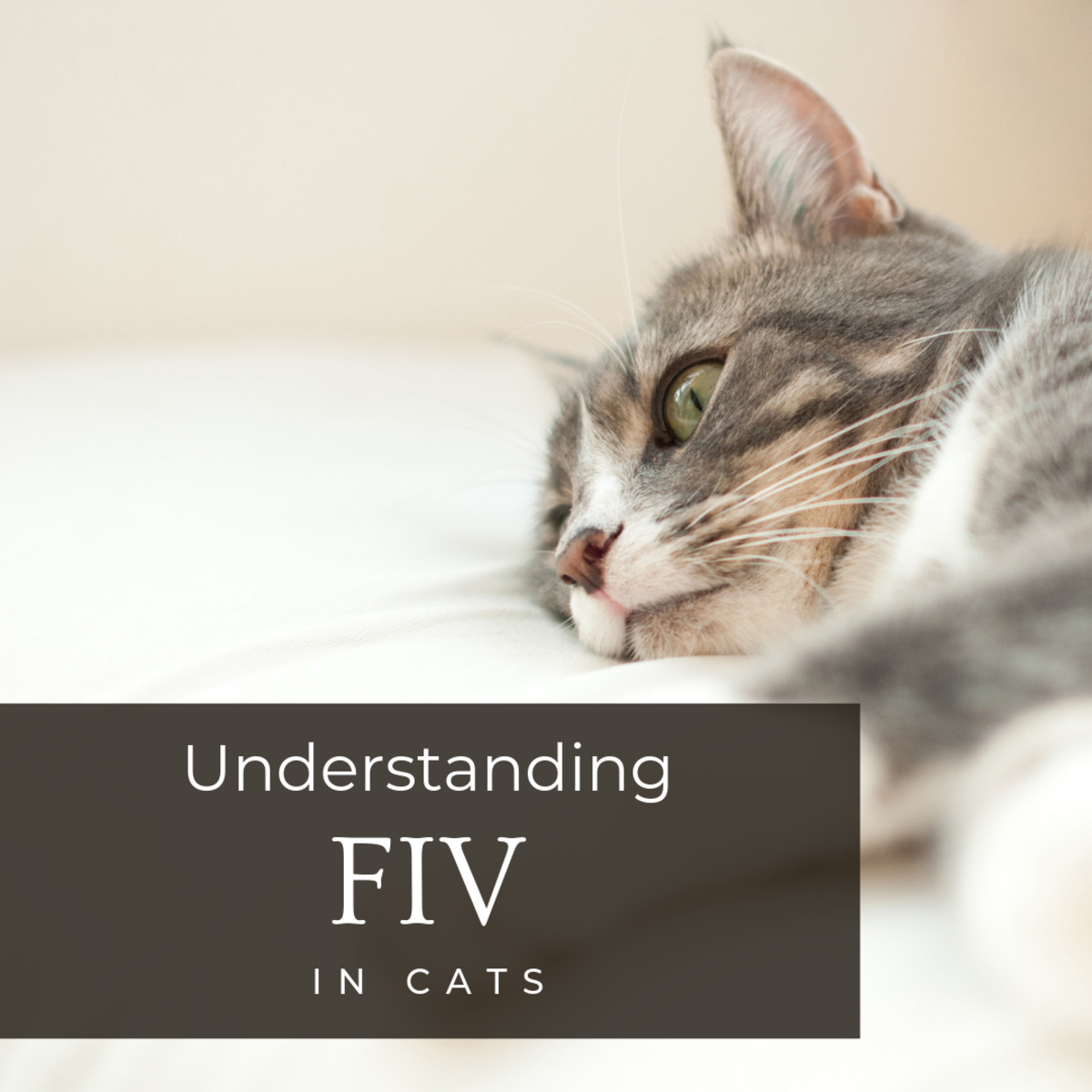 Feline Immunodeficiency Virus (FIV) in Cats PetHelpful