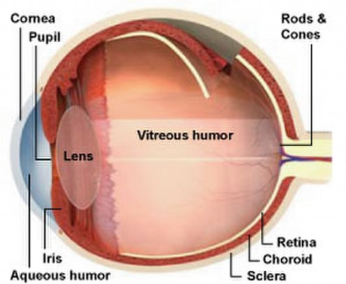 Human eye side structure