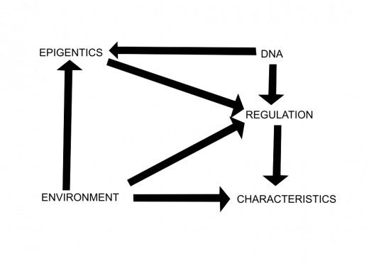 Illustration 1: Interaction between genetics, environment and epigenetics