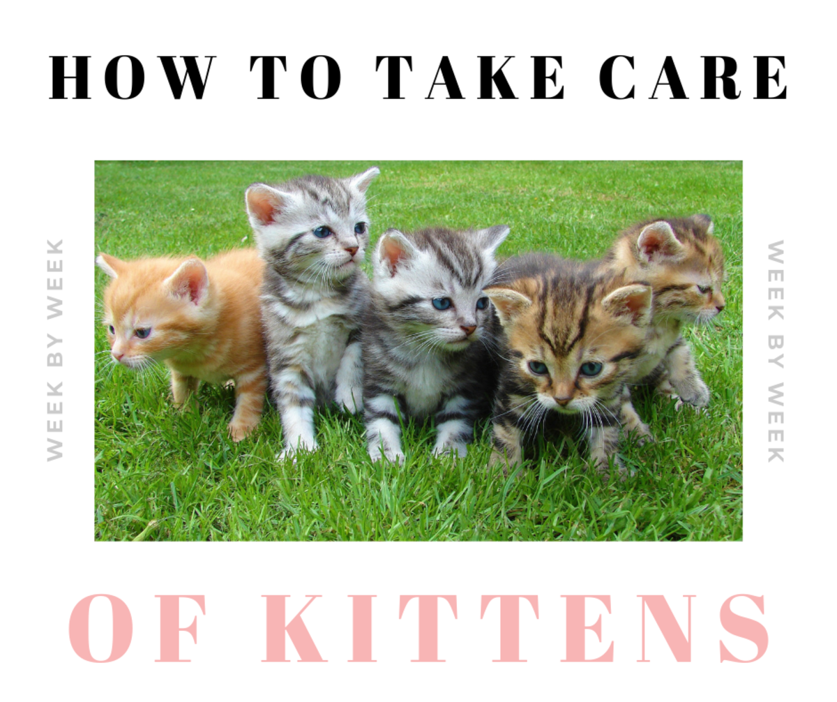 how to take care of newborn kittens with mother