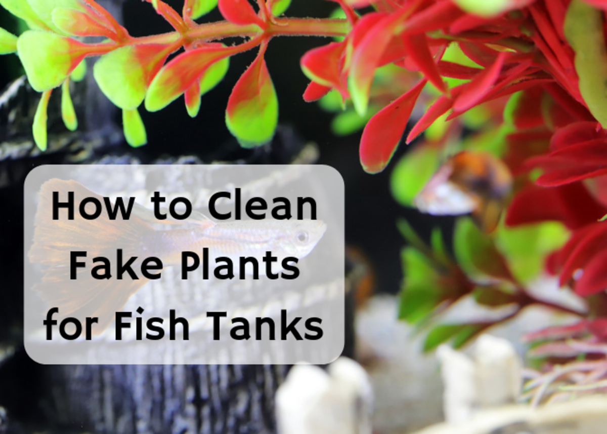 How To Wash Plastic Fish Tank Plants Cleaning Aquarium