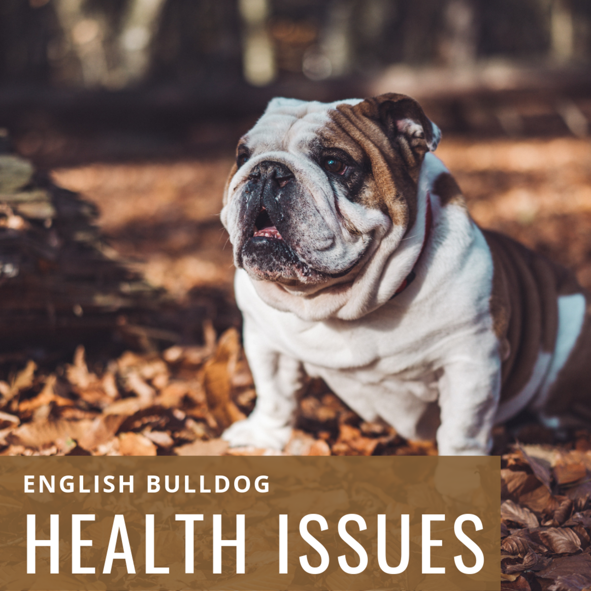 Raising Awareness About English Bulldog Health Issues