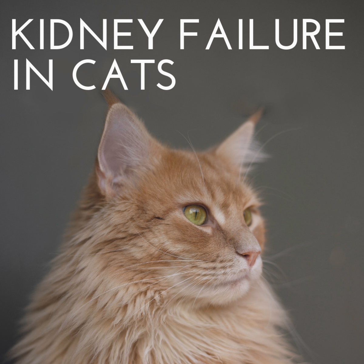 Taking Care of a Cat With Kidney Failure PetHelpful