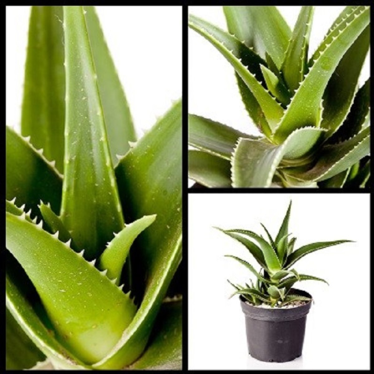 How To Grow Aloe Vera Plants At Home Dengarden