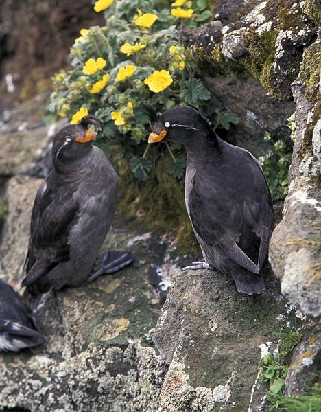 Crested Auklet pair