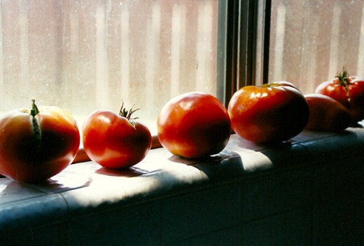 Window Tomatoes