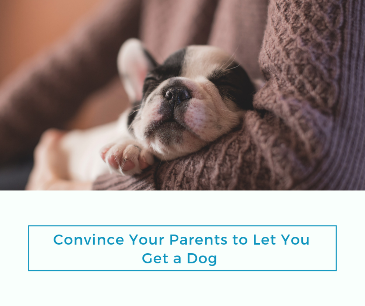 How to Convince Your Parents to Let You Get a Dog PetHelpful
