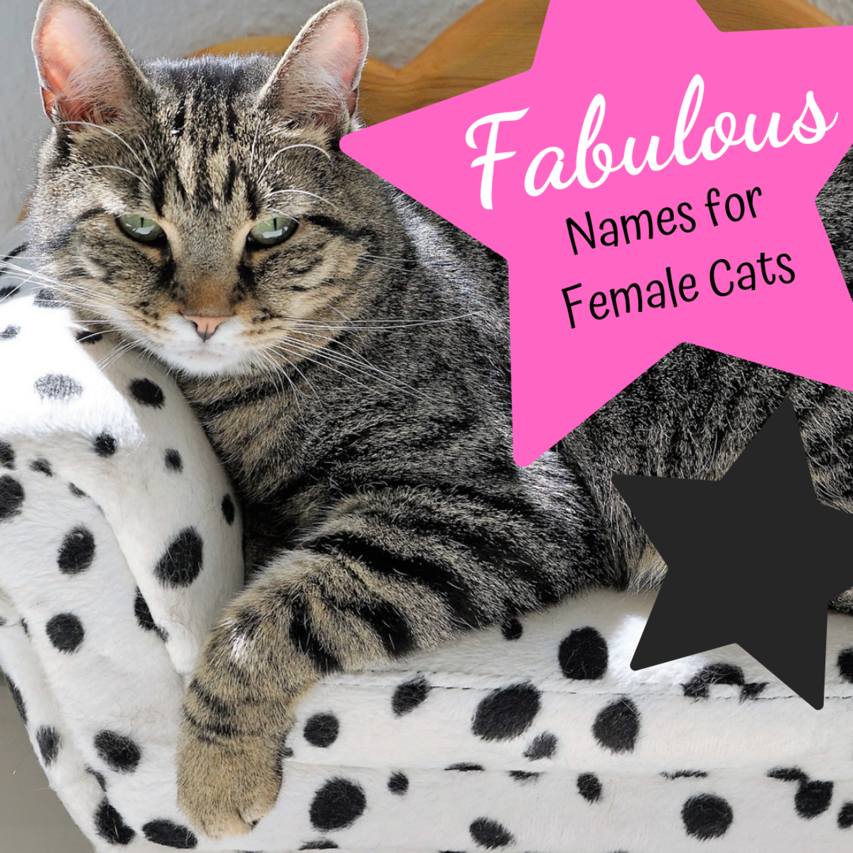 Majestic Cat Names 88 Fabulous Names For Females Pethelpful