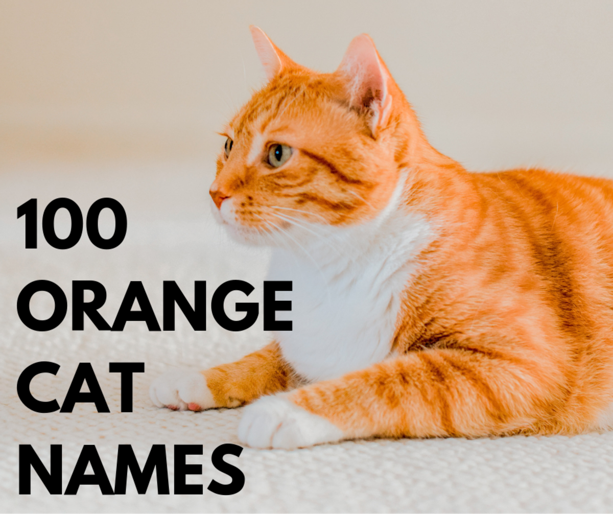 Top 100 Orange Cat Names PetHelpful