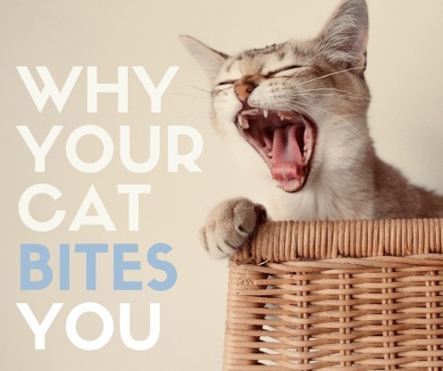 Why Does My Cat Try to Bite Me?