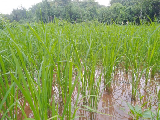 Farmers grow paddy in puddled fields