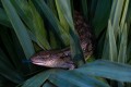 Blue Tongue Skink