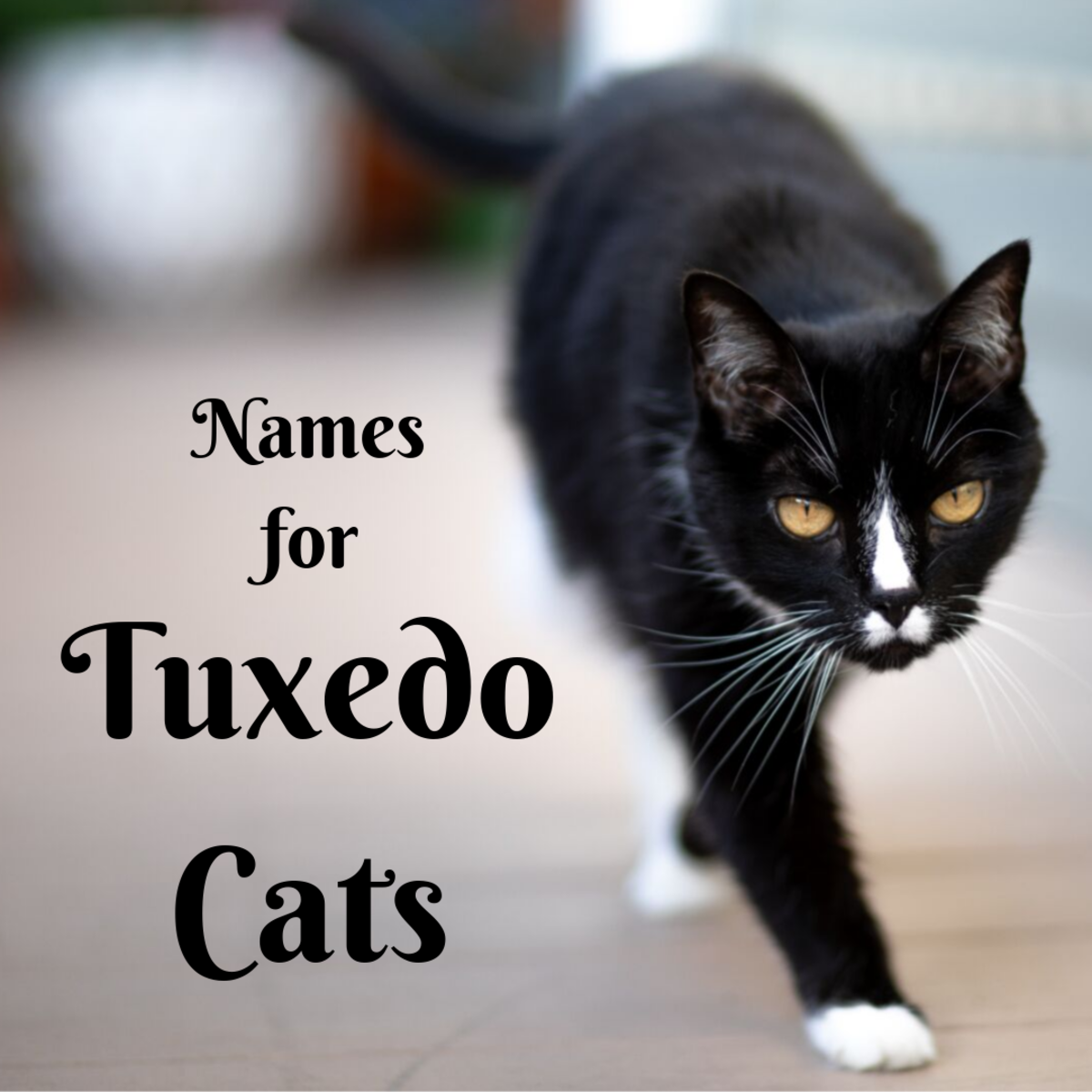 Creative Tuxedo Cat Names Female And Male Pethelpful