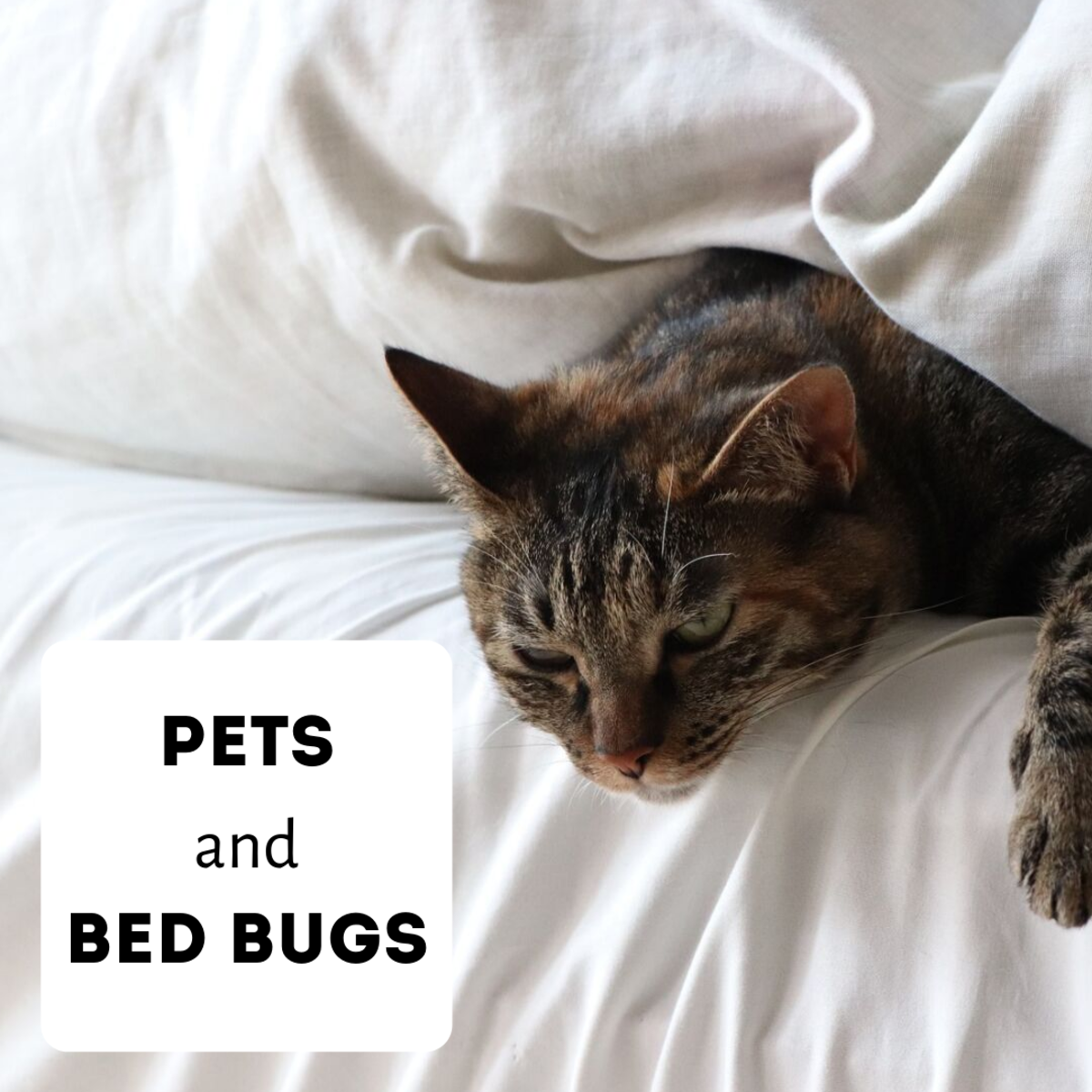 Bed Bugs and Pets Answers to Your Questions PetHelpful