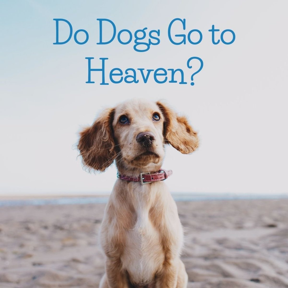 do dogs visit from heaven