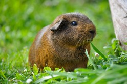 Guinea Pig: Seizure and Tips for Purchase
