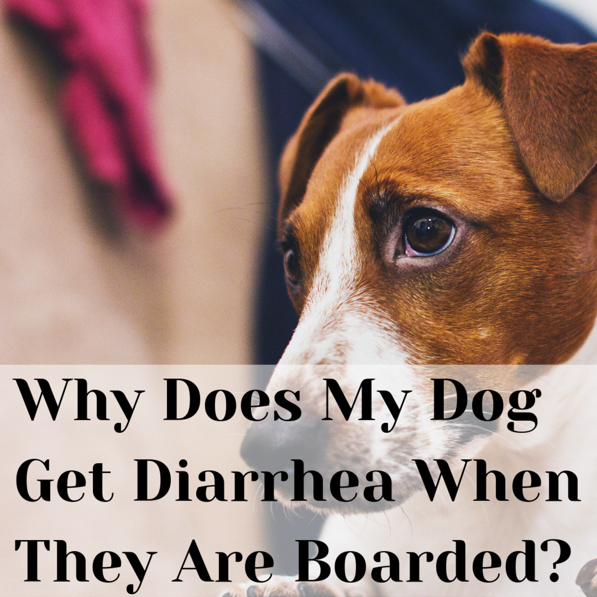 Dog Diarrhea Chart