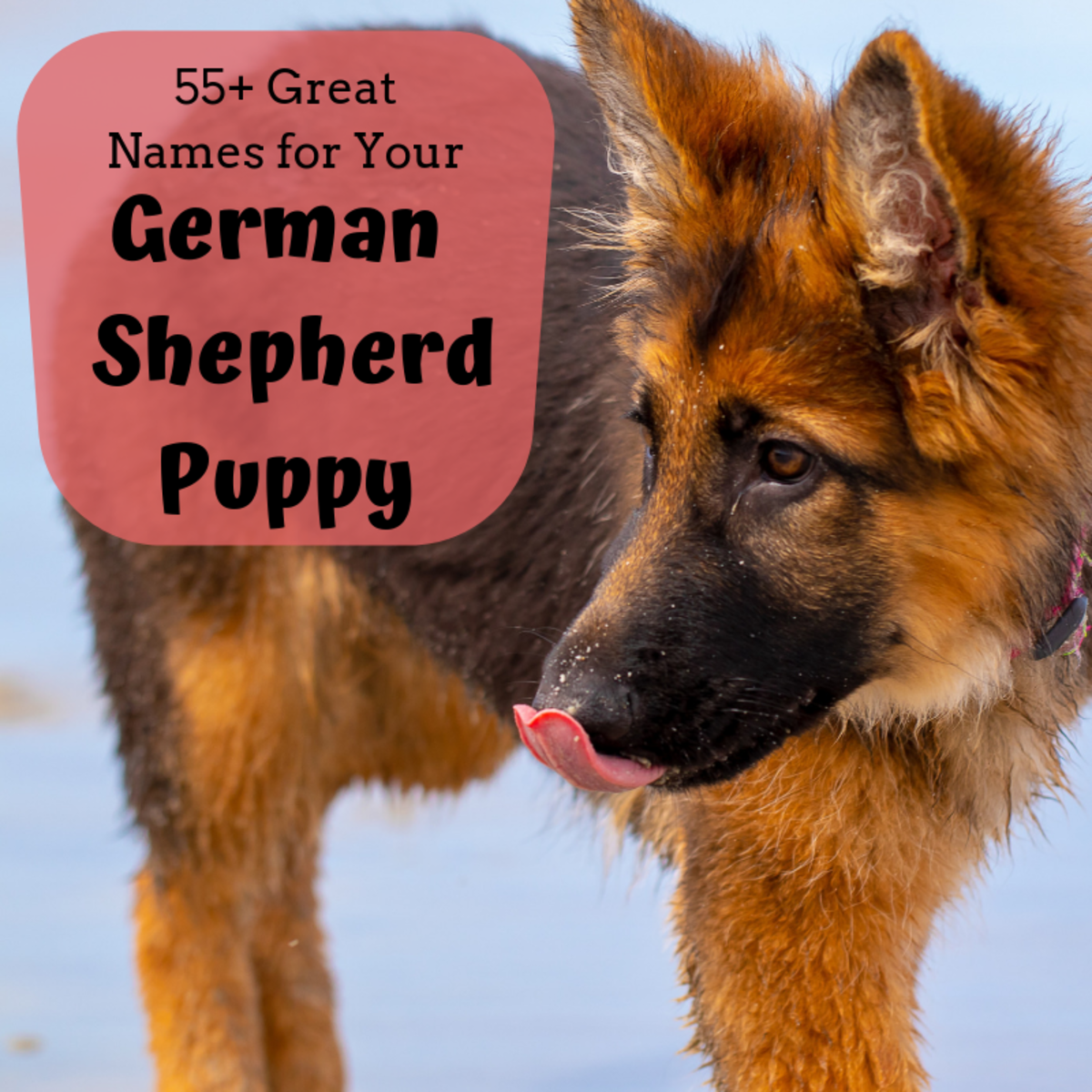 German Shepherd Puppies Food Chart In Hindi