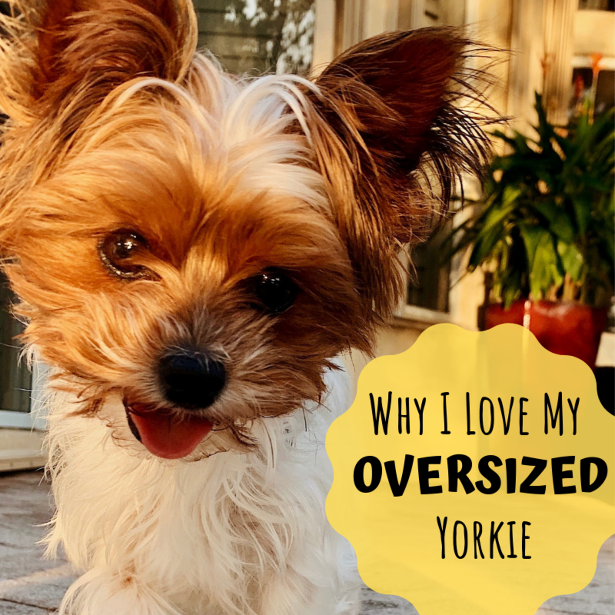 Yorkie Weight Chart In Grams