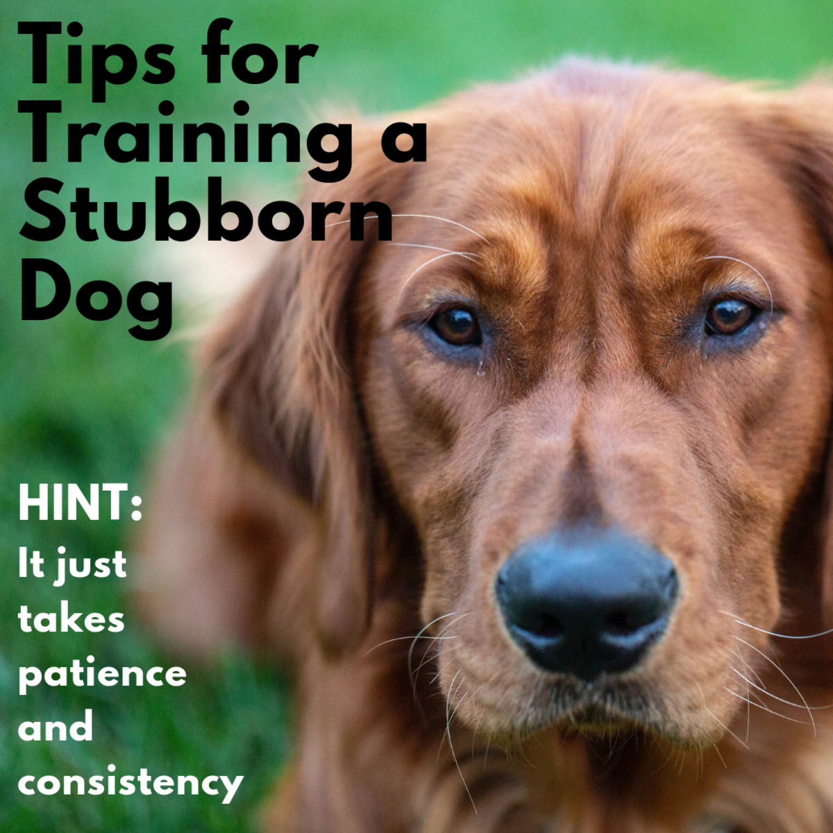 How to Train Stubborn Dogs PetHelpful