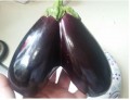 Eggplant - the Versatile Vegetable