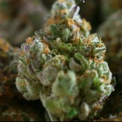 nuggetbay profile image