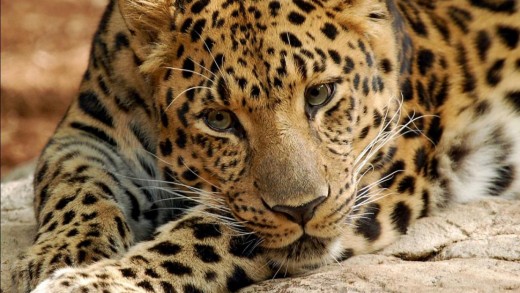 This leopard is amongst the world's most endangered animals and on the brink of extinction.