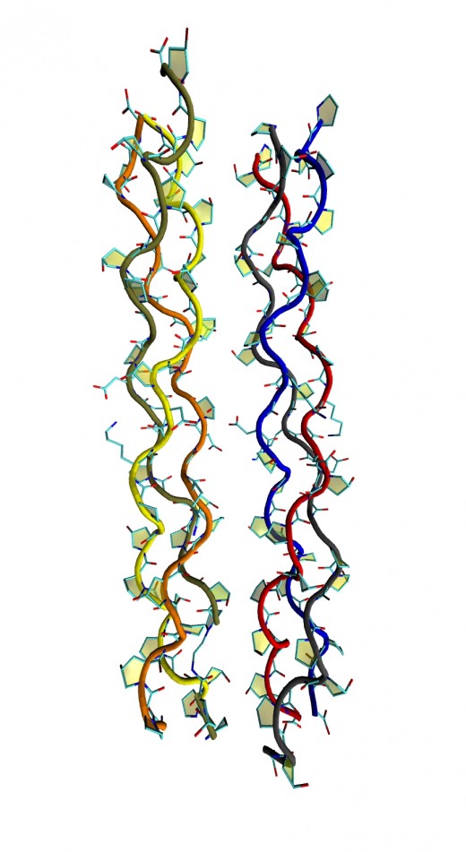 Collagen (triple helix protein with schematic ribbons)