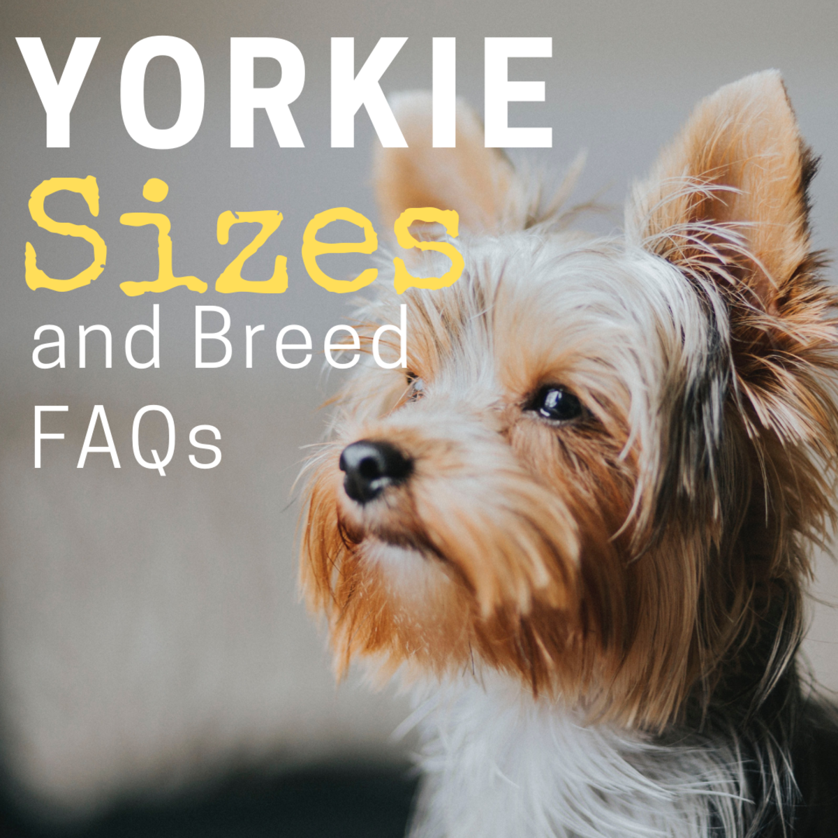 Teacup Yorkie Size And Weight Chart