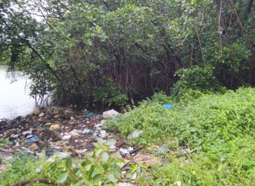 Plastic litter pollution haunting mangrove forests