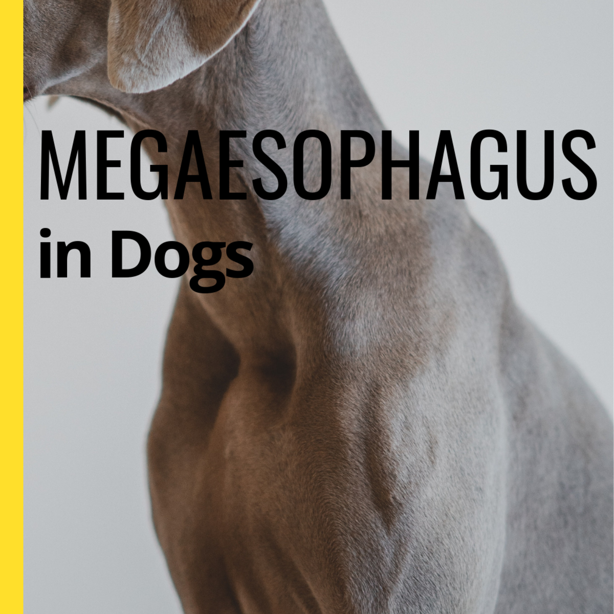 The Best Foods For Dogs With Megaesophagus Pethelpful