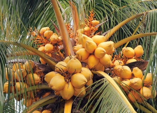 Orange coconut palm