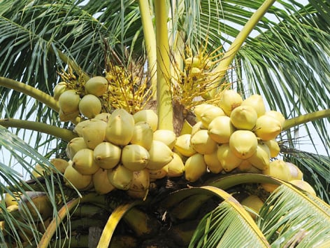 Yellow coconut palm (Source)