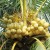 Yellow coconut palm (Source)