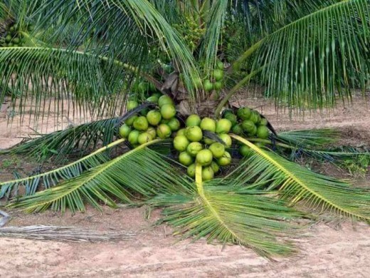 Dwarf coconut palm