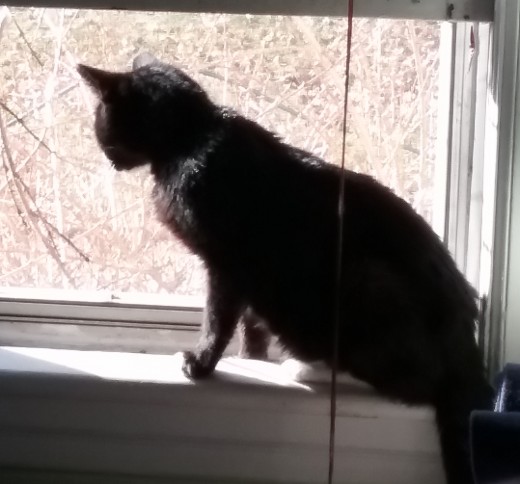 Ernie, my hospice kitty, enjoying the rare January thaw on his last good day. So very worth the heartbreak.