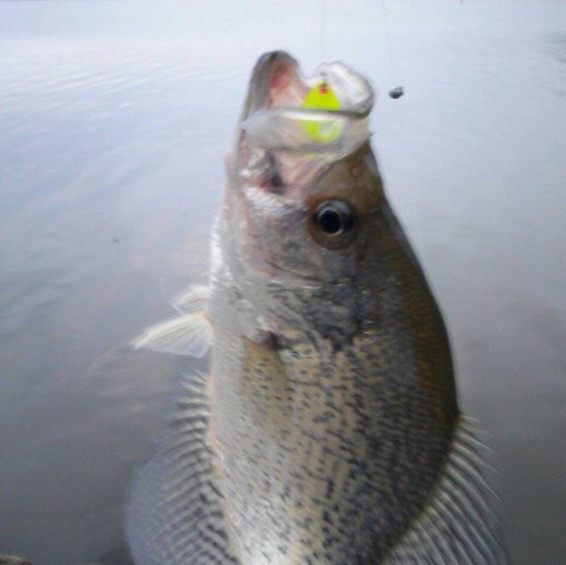 Worried about how to find fall crappie? Keep reading to catch some slabs like this!